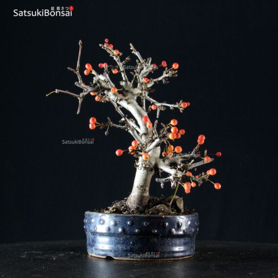 Malus Sargentii - Melo VENDUTO - immagine 4