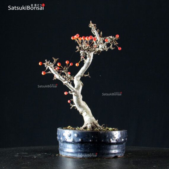 Malus Sargentii - Melo - immagine 2