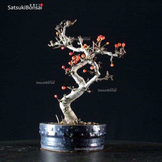 Malus Sargentii - Melo - immagine 3