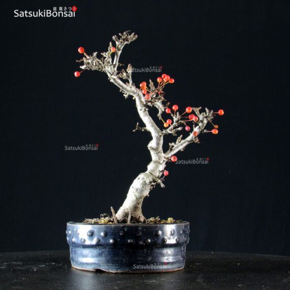 Malus Sargentii - Melo - immagine 4