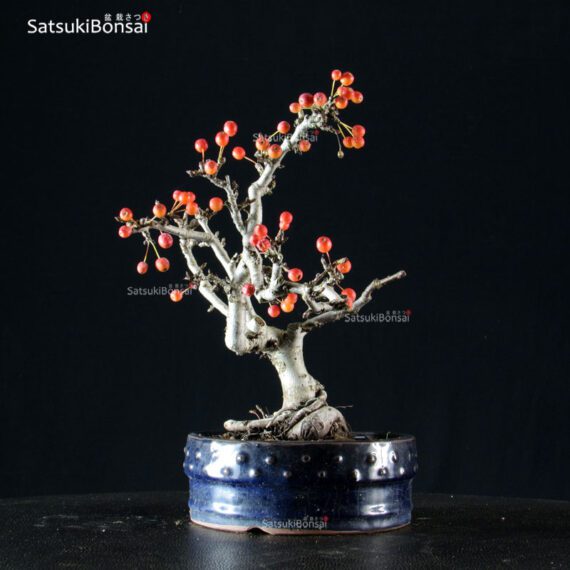 Malus Sargentii - Melo - immagine 2