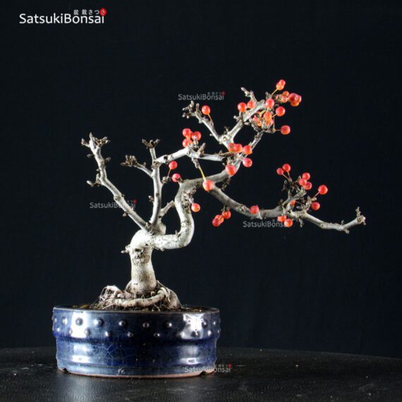 Malus Sargentii - Melo - immagine 3