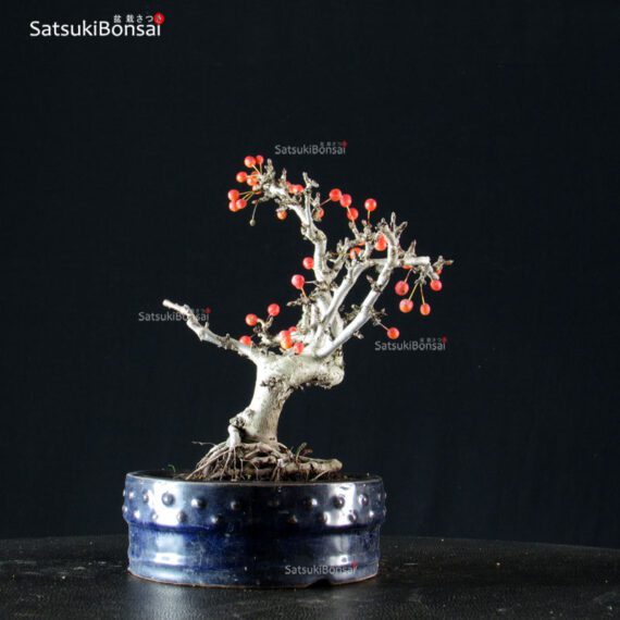 Malus Sargentii - Melo - immagine 4