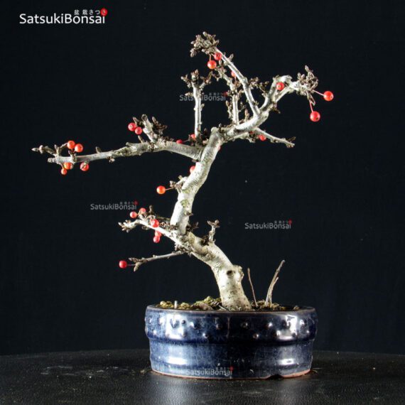 Malus Sargentii - Melo - immagine 2