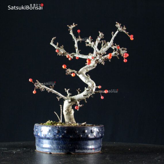 Malus Sargentii - Melo - immagine 3