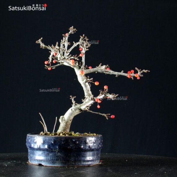 Malus Sargentii - Melo - immagine 4