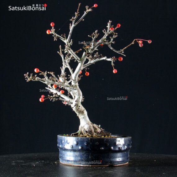 Malus Sargentii - Melo - immagine 2