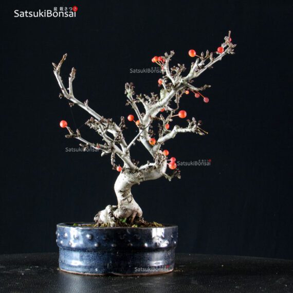 Malus Sargentii - Melo - immagine 3