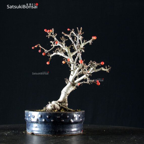 Malus Sargentii - Melo - immagine 4