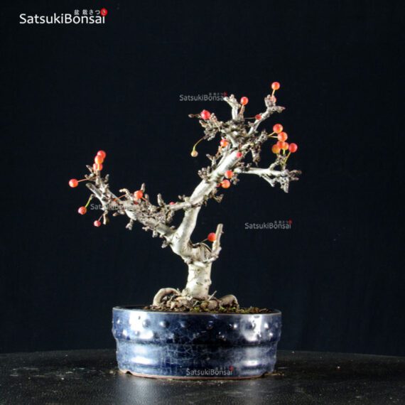 Malus Sargentii - Melo - immagine 2