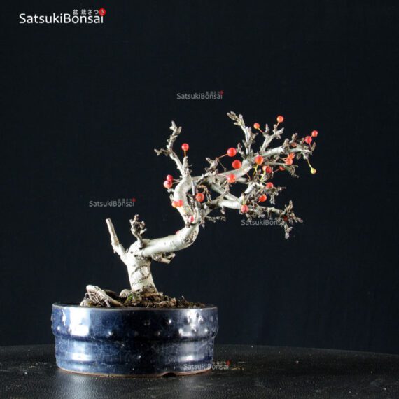 Malus Sargentii - Melo - immagine 3