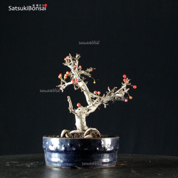 Malus Sargentii - Melo - immagine 4