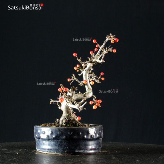 Malus Sargentii - Melo - immagine 2