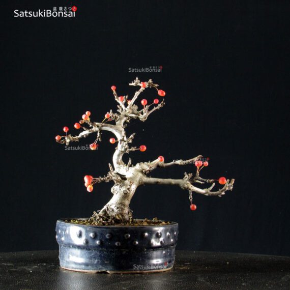 Malus Sargentii - Melo - immagine 3