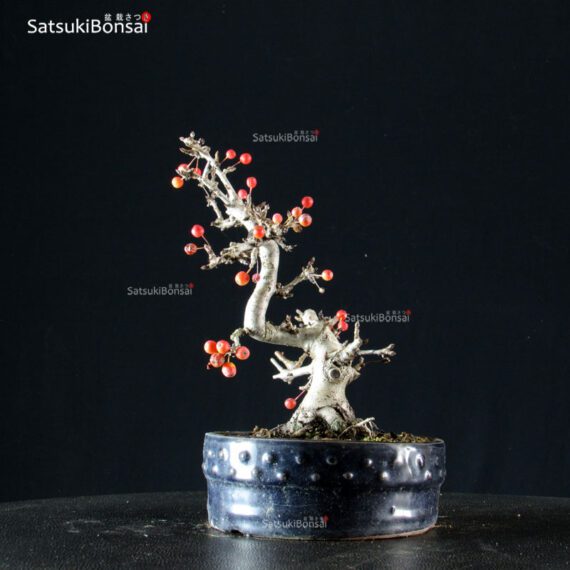 Malus Sargentii - Melo - immagine 4