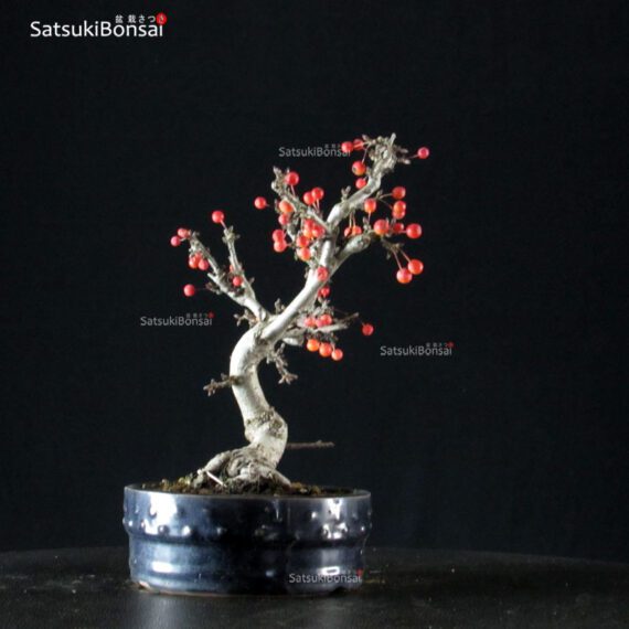 Malus Sargentii - Melo VENDUTO - immagine 2