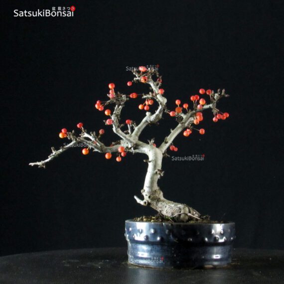 Malus Sargentii - Melo VENDUTO - immagine 3