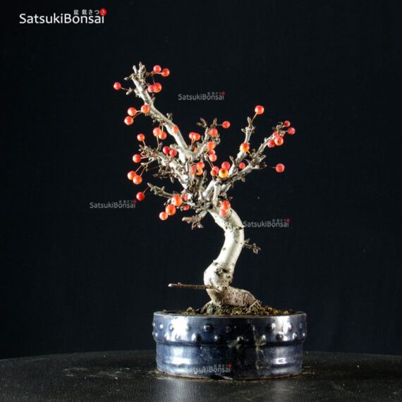 Malus Sargentii - Melo VENDUTO - immagine 4