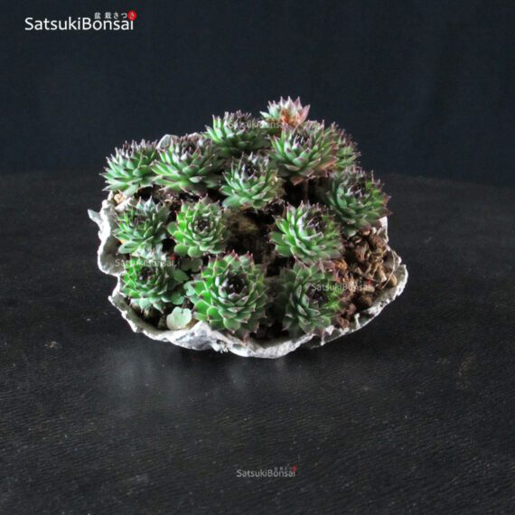 Sempervivum - immagine 2