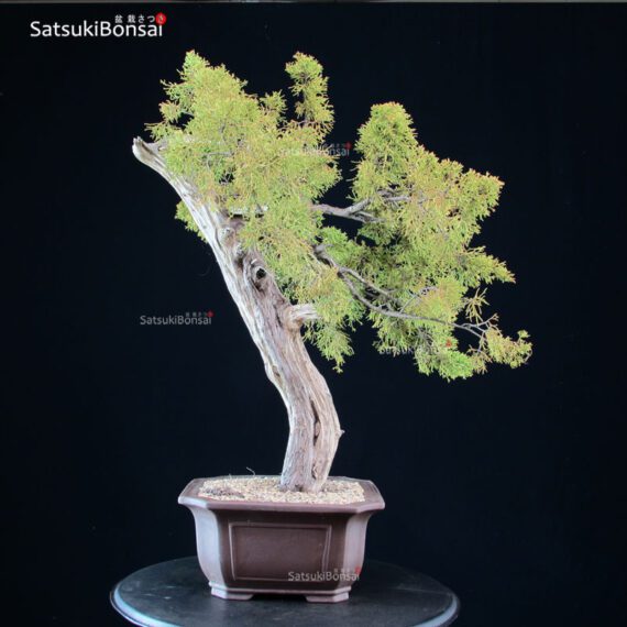 Juniperus Spp. - immagine 2