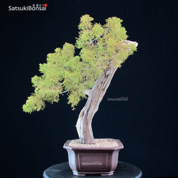 Juniperus Spp. - immagine 4