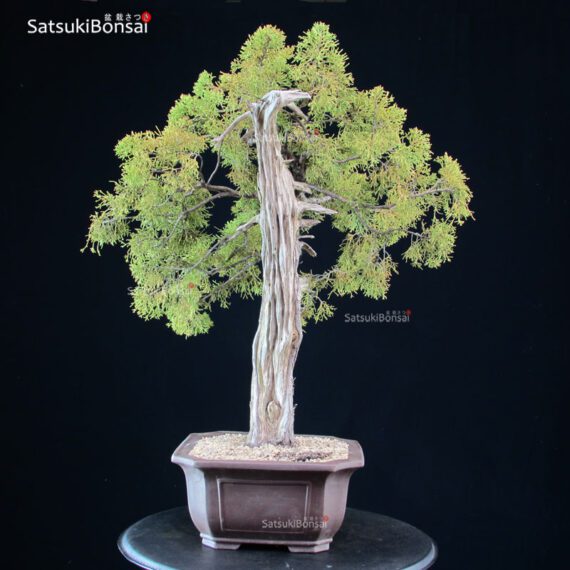 Juniperus Spp. - immagine 5