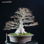 Acer Buergerianum - Kaede - immagine 6