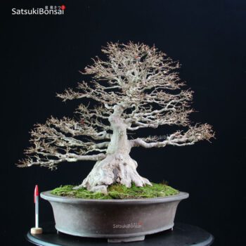 Acer Buergerianum - Kaede