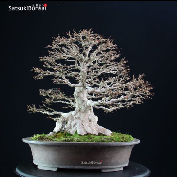 Acer Buergerianum - Kaede - immagine 2