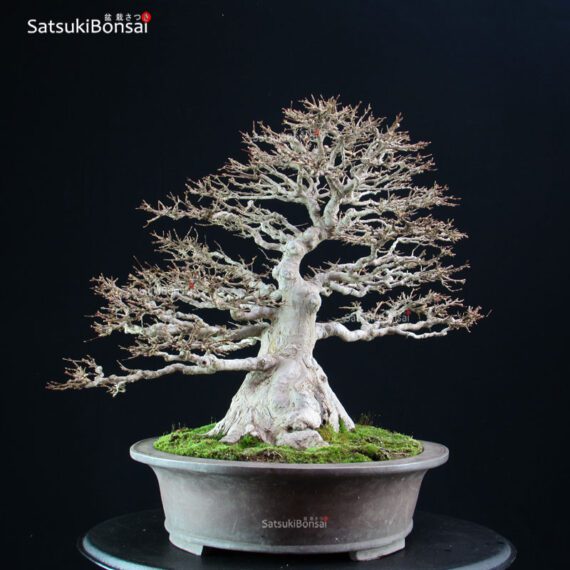 Acer Buergerianum - Kaede - immagine 3