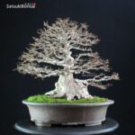 Acer Buergerianum - Kaede - immagine 9