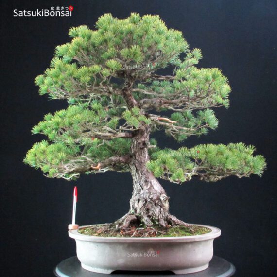 Pinus Pentaphylla - Goyomatsu