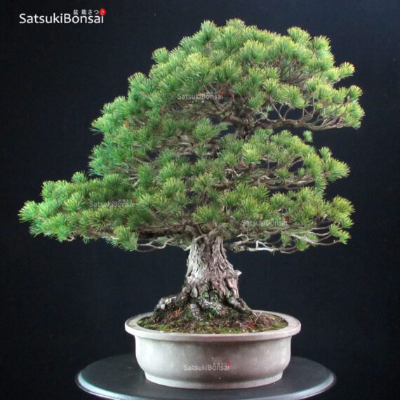 Pinus Pentaphylla - Goyomatsu - immagine 2