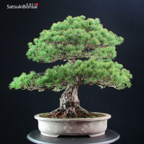 Pinus Pentaphylla - Goyomatsu - immagine 3