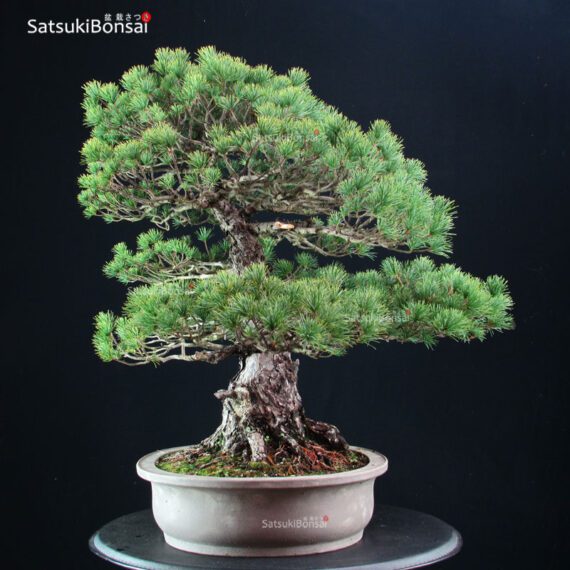 Pinus Pentaphylla - Goyomatsu - immagine 4