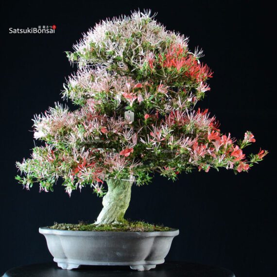 4766_14-satsuki-togenkyo Azalea Satsuki Togenkyo - immagine 1