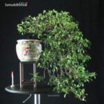 Trachelospermum jasminoides falso gelsomino - immagine 6