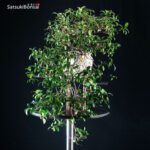 Trachelospermum jasminoides falso gelsomino - immagine 7