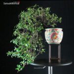 Trachelospermum jasminoides falso gelsomino - immagine 8