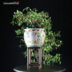 Trachelospermum jasminoides falso gelsomino - immagine 9