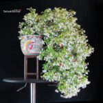 Trachelospermum jasminoides falso gelsomino