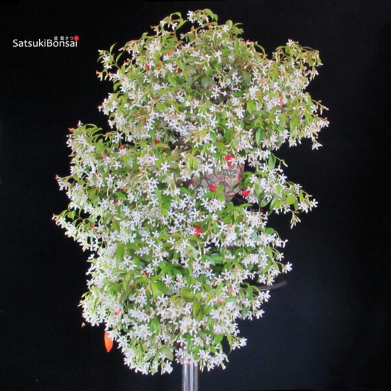 Trachelospermum jasminoides falso gelsomino - immagine 3