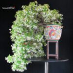 Trachelospermum jasminoides falso gelsomino - immagine 5