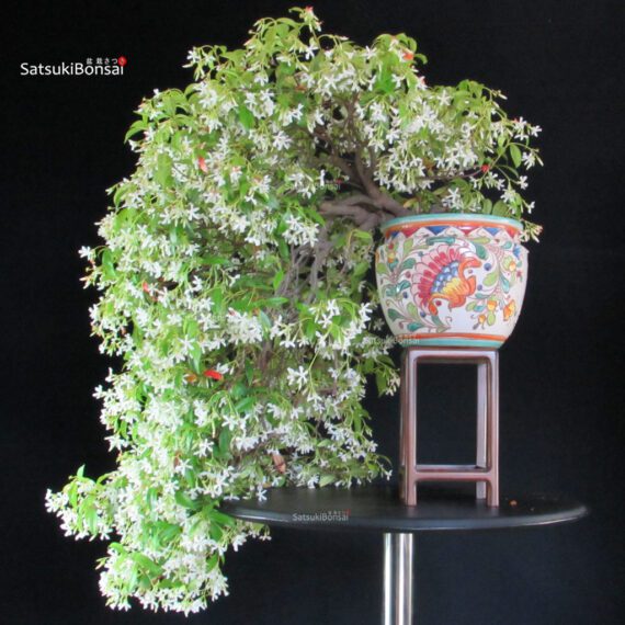 Trachelospermum jasminoides falso gelsomino - immagine 5