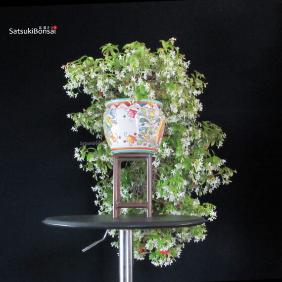 Trachelospermum jasminoides falso gelsomino - immagine 4