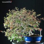 Trachelospermum jasminoides falso gelsomino - immagine 6