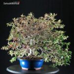 Trachelospermum jasminoides falso gelsomino - immagine 7