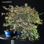 Trachelospermum jasminoides falso gelsomino - immagine 8