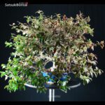 Trachelospermum jasminoides falso gelsomino - immagine 9