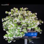 Trachelospermum jasminoides falso gelsomino